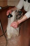 BAIN - SKYE TERRIER 073